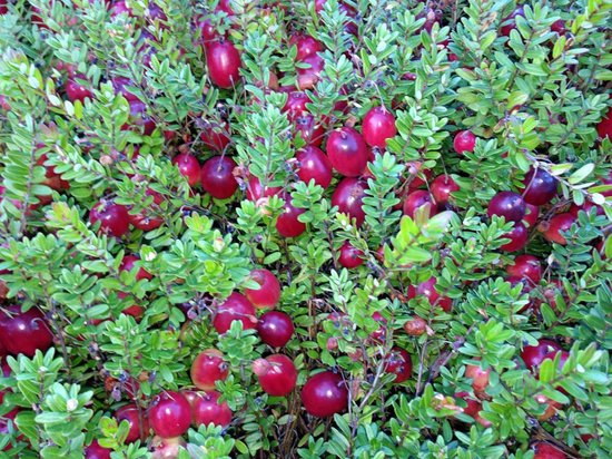 Foto: Garden select set van 3 cranberry planten vaccinium macrocarpon cranberry pot 9cm hoogte 15 20cm winterharde cranberry struiken tuinplant fruitplant