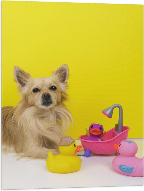 Vlag - Chihuahua met Gele Achtergrond en Speeltjes - 60x80 cm Foto op Polyester Vlag