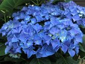 Garden Select - Set van 3 blauwe Hortensia's - Hydrangea macrophylla 'Early Blue' - Pot ⌀10.5cm - Hoogte 25-40cm - Tuinplant - Winterhard - Hortensia - Struik