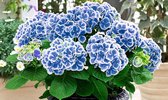 Garden Select - Hydrangea bicolor 'Bavaria' - Set van 3 - 2-kleurige Hortensia's - Blauw / Wit - Pot ⌀9cm - Hoogte 20-30cm