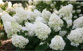 Garden Select - Hortensia Paniculata - Silver Dollar' - Perfect voor in de tuin! - Pot 9cm - Hoogte 25-35cm