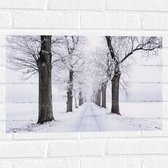Muursticker - Bomen langs Besneeuwd Bospad in Sneeuw Landschap - 60x40 cm Foto op Muursticker