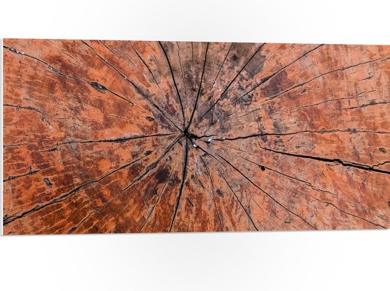 PVC Schuimplaat- Close-up van Textuur in Doorgesneden Boomstam - 100x50 cm Foto op PVC Schuimplaat