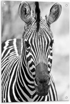 WallClassics - Tuinposter – Kop van Prachtige Zebra (Zwart- wit) - 60x80 cm Foto op Tuinposter (wanddecoratie voor buiten en binnen)