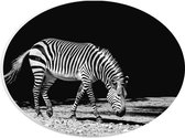 WallClassics - PVC Schuimplaat Ovaal - Eenzame Zebra (Zwart- wit) - 28x21 cm Foto op Ovaal (Met Ophangsysteem)