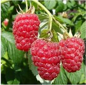 Garden Select - Set van 3 Frambozenstruiken - Rubus ideaus 'Autumn Bliss'' Pot ⌀9cm - Hoogte  25-40cm - Winterharde Frambozenstruik - Tuinplant - Fruitplant - Framboos - Struik