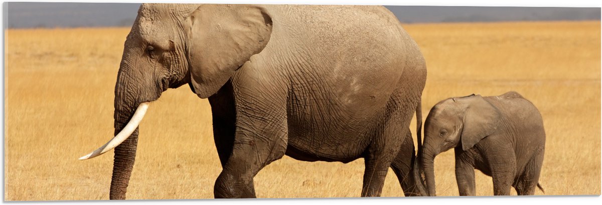 Acrylglas - Afrikaanse Olifant met Baby Olifantje - 90x30 cm Foto op Acrylglas (Wanddecoratie op Acrylaat)
