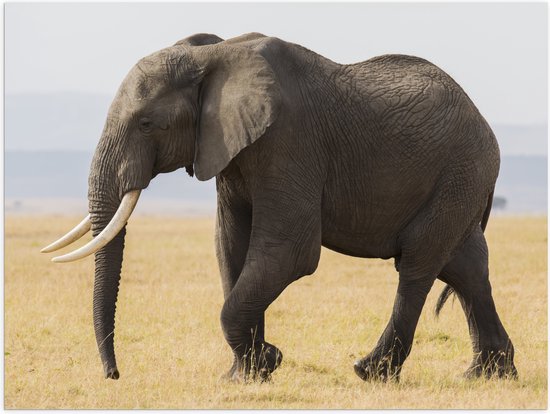 Poster (Mat) - Afrikaanse Olifant - 40x30 cm Foto op Posterpapier met een Matte look