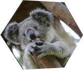 Dibond Hexagon - Australische Koala in een Boom - 80x69.6 cm Foto op Hexagon (Met Ophangsysteem)