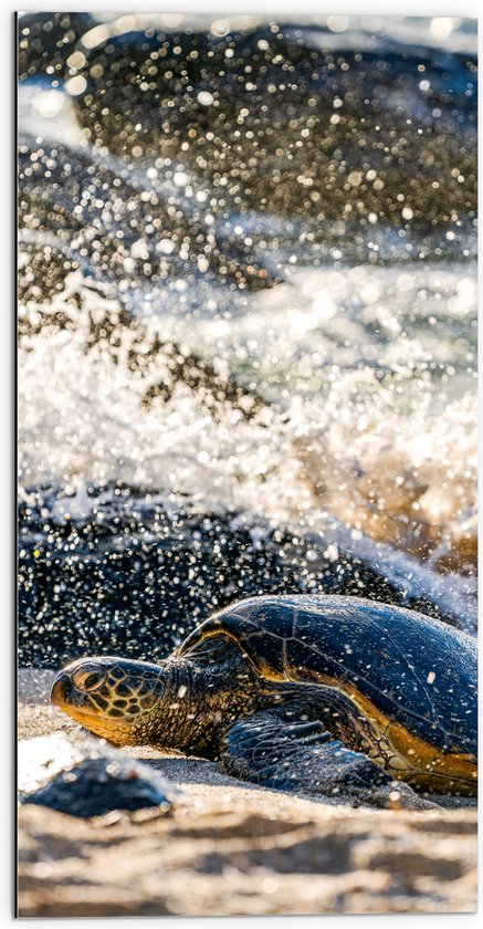 WallClassics - Dibond - Grote Schildpad in spetterend Zeewater - 50x100 cm Foto op Aluminium (Met Ophangsysteem)