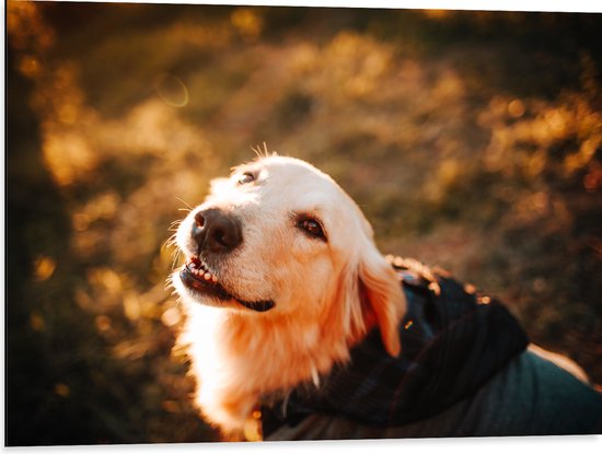 WallClassics - Dibond - Hond met Jasje tijdens Zonsondergang - 80x60 cm Foto op Aluminium (Met Ophangsysteem)