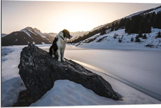 WallClassics - Dibond - Hond op een Rots in de Sneeuw tussen de Bergen - 90x60 cm Foto op Aluminium (Met Ophangsysteem)
