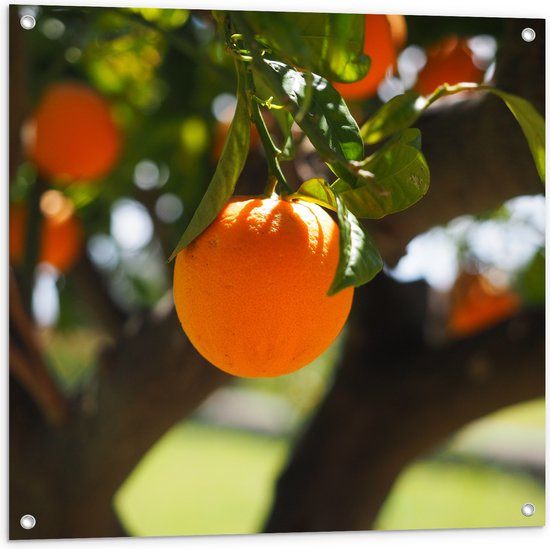 WallClassics - Tuinposter – Sinaasappels aan de Boom - 80x80 cm Foto op Tuinposter (wanddecoratie voor buiten en binnen)