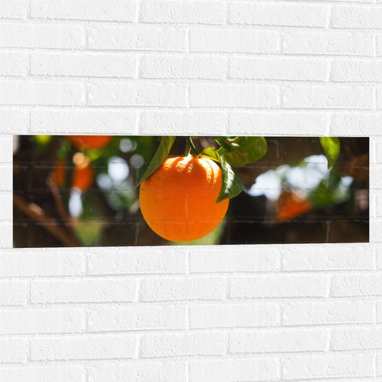 WallClassics - Muursticker - Sinaasappels aan de Boom - 90x30 cm Foto op Muursticker