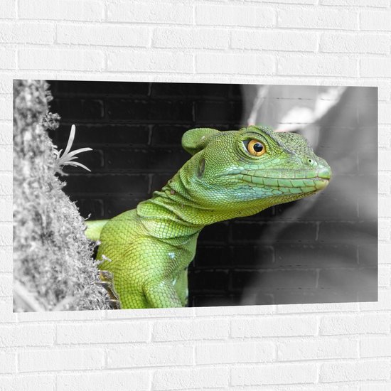 WallClassics - Muursticker - Groene Kroonbasilisk - 105x70 cm Foto op Muursticker