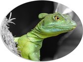 WallClassics - PVC Schuimplaat Ovaal - Groene Kroonbasilisk - 56x42 cm Foto op Ovaal (Met Ophangsysteem)