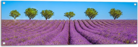 Tuinposter – Lavendel Bloemenveld met Rij Groene Bomen - 120x40 cm Foto op Tuinposter (wanddecoratie voor buiten en binnen)