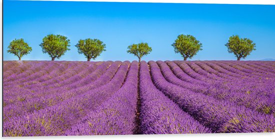 Dibond - Lavendel Bloemenveld met Rij Groene Bomen - 100x50 cm Foto op Aluminium (Wanddecoratie van metaal)