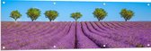 Tuinposter – Lavendel Bloemenveld met Rij Groene Bomen - 150x50 cm Foto op Tuinposter (wanddecoratie voor buiten en binnen)