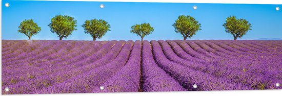 Tuinposter – Lavendel Bloemenveld met Rij Groene Bomen - 150x50 cm Foto op Tuinposter (wanddecoratie voor buiten en binnen)