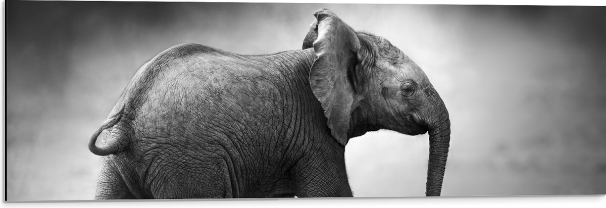 Dibond - Zijaanzicht van Lopende Baby Olifant in het Zwart-wit - 90x30 cm Foto op Aluminium (Met Ophangsysteem)