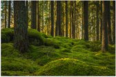 Poster (Mat) - Bomen in Bos bij Groen Begroeide Ondergrond - 90x60 cm Foto op Posterpapier met een Matte look