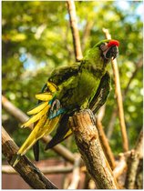 WallClassics - Poster Glanzend – Groene Papegaai op een Tak - Ara - 60x80 cm Foto op Posterpapier met Glanzende Afwerking