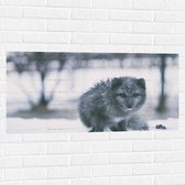 WallClassics - Muursticker - Renard Gris dans la Neige - Renard des Neiges - 100x50 cm Photo sur Muursticker