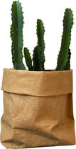 de Zaktus - cactus - Euphorbia Ingens Variegata - UASHMAMA® paperbag bruin - maat XL