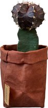 de Zaktus - cactus - Gymnocalycium mihanovichii - UASHMAMA® paperbag roestbruin - Maat M