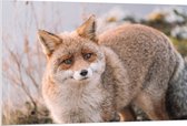 WallClassics - Plaque de Mousse PVC - Renard Curieux - 120x80 cm Photo sur Plaque de Mousse PVC (Avec Système d'accrochage)