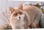 WallClassics - Plaque de Mousse PVC - Renard Curieux - 150x100 cm Photo sur Plaque de Mousse PVC (Avec Système d'accrochage)
