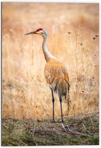 WallClassics - Dibond - Florida Sandhill Crane - 70x105 cm Foto op Aluminium (Wanddecoratie van metaal)