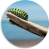 WallClassics - Cercle mural en panneau de mousse PVC - Chenille verte sur une branche - Photo 50 x 50 cm sur cercle mural (avec système de suspension)