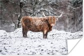 Schotse hooglander in besneeuwd bos poster papier 120x80 cm - Foto print op Poster (wanddecoratie woonkamer / slaapkamer) / Wilde dieren Poster