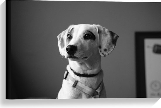 WallClassics - Canvas - Whippet Hond Zwart - Wit - 60x40 cm Foto op Canvas Schilderij (Wanddecoratie op Canvas)