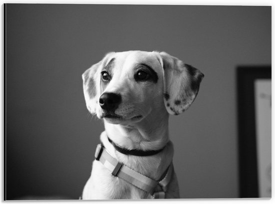 WallClassics - Dibond - Whippet Hond Zwart - Wit - 40x30 cm Foto op Aluminium (Met Ophangsysteem)