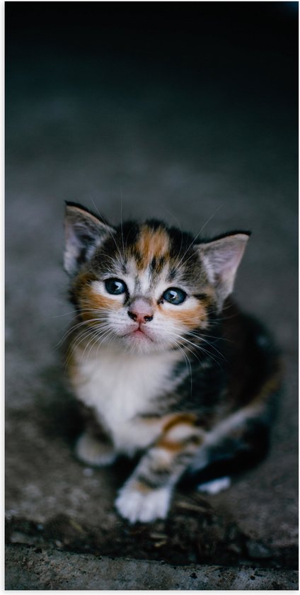WallClassics - Poster Glanzend – Kitten op een Steen - 50x100 cm Foto op Posterpapier met Glanzende Afwerking