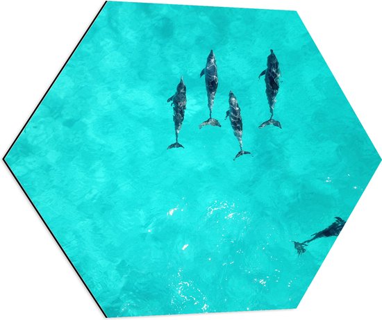 WallClassics - Dibond Hexagon - Dolfijnen in Helder Blauw Water - 70x60.9 cm Foto op Hexagon (Met Ophangsysteem)