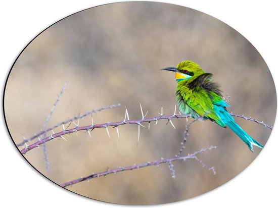 WallClassics - Dibond Ovaal - Groen Vogeltje op een Tak met Stekels - 56x42 cm Foto op Ovaal (Met Ophangsysteem)