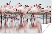 Poster Kudde flamingo's in het water - 60x40 cm