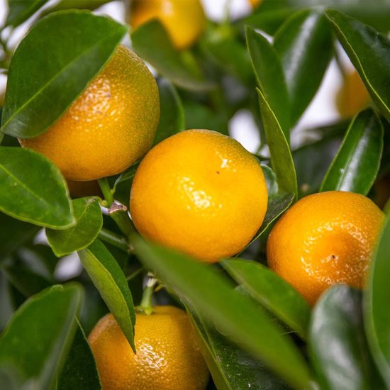 Garden Select - Set van 3 Citrus Calamondin - Pot ⌀9cm - Hoogte 25-40cm - Citrusboom - Mandarijnboom - Kamersinaasappel - Sinaasappelboom