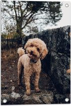 WallClassics - Tuinposter – Vrolijke Bruine Hond - 40x60 cm Foto op Tuinposter (wanddecoratie voor buiten en binnen)