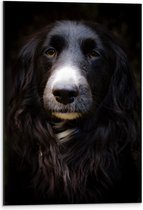 WallClassics - Dibond - Zwarte Hond met Witte Neus - 40x60 cm Foto op Aluminium (Wanddecoratie van metaal)