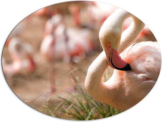 WallClassics - Dibond Ovaal - Flamingo in het Gras - 108x81 cm Foto op Ovaal (Met Ophangsysteem)