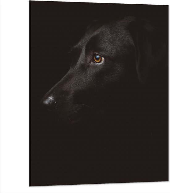 WallClassics - Dibond - Zwarte Artistieke Hond - 75x100 cm Foto op Aluminium (Met Ophangsysteem)