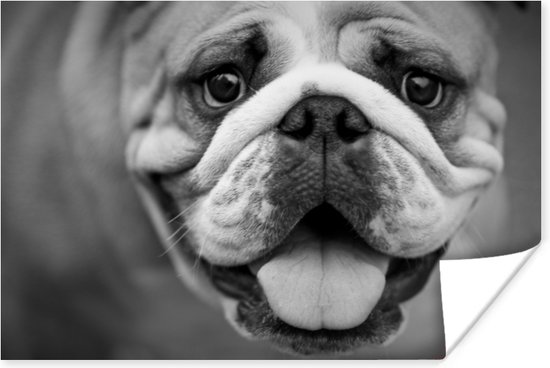 Bulldog profil animalier en papier poster noir et blanc 180x120 cm