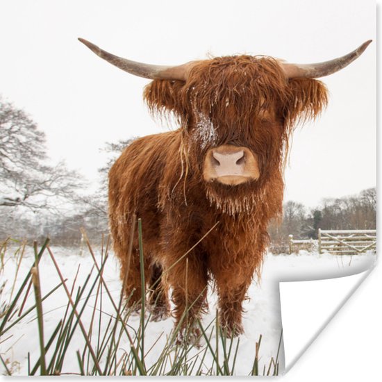 Poster Highlander écossais en hiver 50x50 cm - Tirage photo sur Poster (décoration murale salon / chambre) / Poster Animaux sauvages