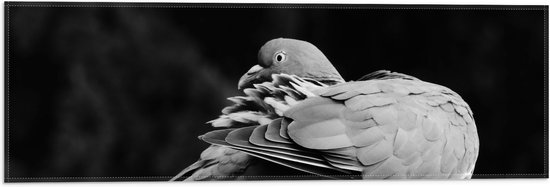 WallClassics - Vlag - Foto Zwart Wit van Vogel - Duif - 60x20 cm Foto op Polyester Vlag
