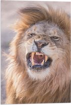 WallClassics - Drapeau - Lion Rugissant - 40x60 cm Photo sur Drapeau Polyester